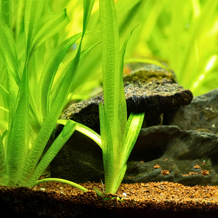 C'est la géante de la famille, idéale pour les grands aquariums, les poubellariums et les bassins.
Croissance et multiplication rapides, à l'aise même dans l'eau dure, oxygénante et dévoreuse de nitrates et de phosphates.