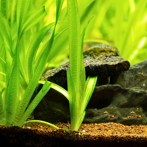 Vallisneria gigantea – Natürliche, elegante und sauerstoffspendende  Teichpflanze – Aquazolla