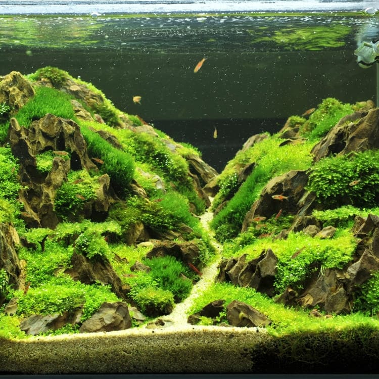 Petit aquarium naturel très planté posé sur un meuble, illustrant un écosystème intérieur vivant pour le Chapitre 2 du Guide Officiel de l'Aquariophilie Naturelle.