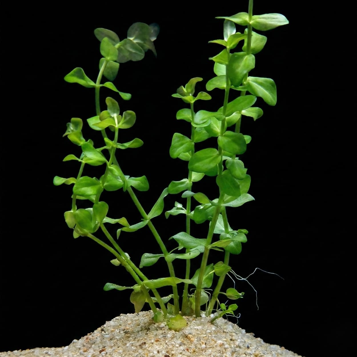Tiges de Bacopa caroliniana plantées dans le sable, une plante d'aquarium robuste et facile pour débutants.