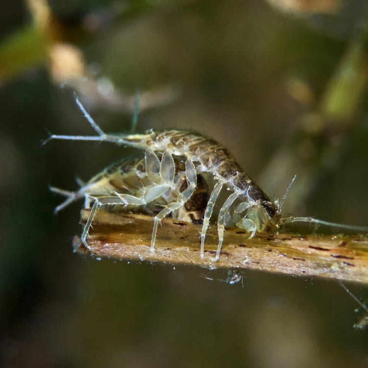 Petits crustacés détritivores appelés aselles évoluant au fond de l'eau, illustrant l'importance de la microfaune dans le Chapitre 9 du Guide Officiel de l'Aquariophilie Naturelle.