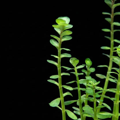 Gros plan sur le sommet des tiges d'une Rotala indica montrant la disposition régulière et dense de ses feuilles succulentes, idéale pour créer des structures verticales en aquascaping.