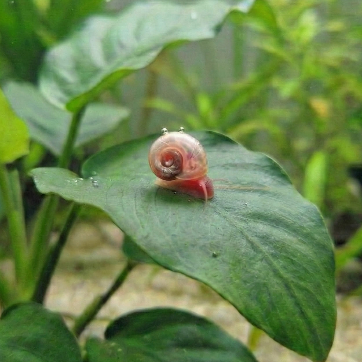 Un escargot planorbe rose vif se déplaçant délicatement sur une large feuille verte d'Anubias. Sa coquille légèrement translucide apporte une touche de couleur éclatante qui contraste avec la végétation dense de l'aquarium.