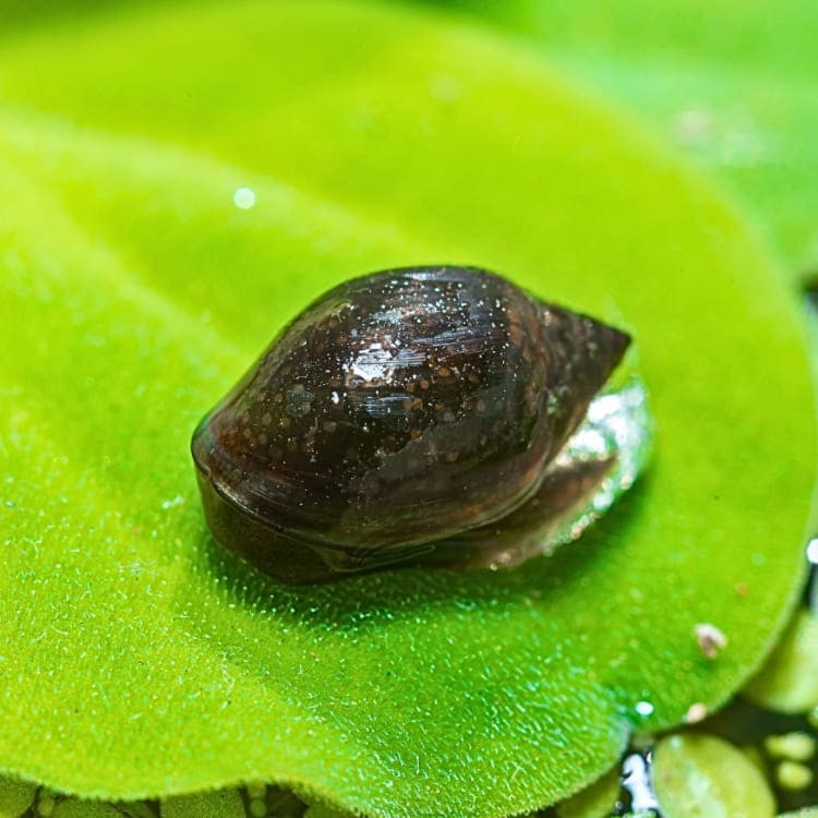 Gros plan sur une Physe (escargot aquatique), illustrant son rôle de détritivore indispensable à l'équilibre du bac dans le Chapitre 7 du Guide Officiel de l'Aquariophilie Naturelle.