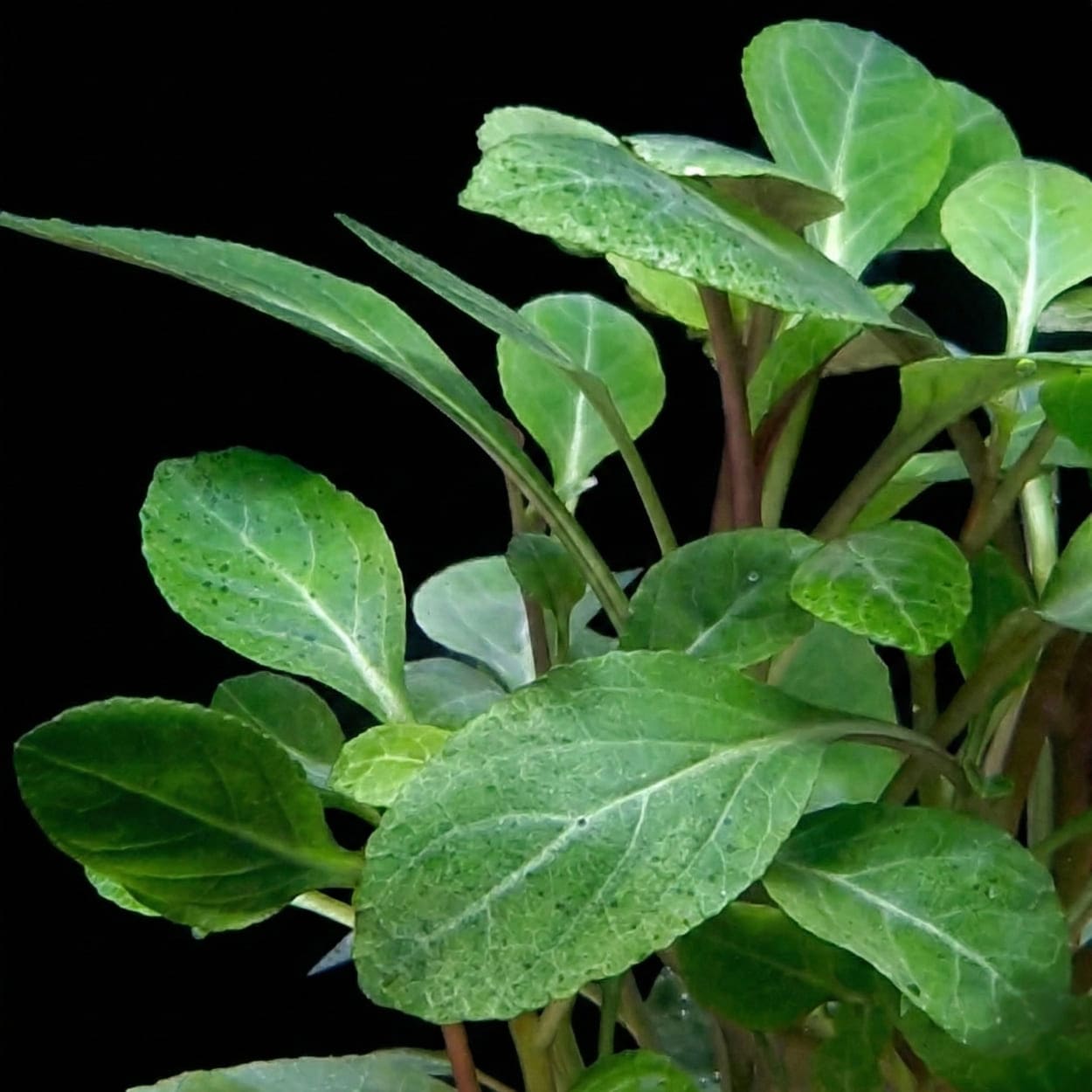 Gros plan sur les feuilles vertes et ovales de la Lobélie, montrant sa texture robuste adaptée aux bacs Low-Tech.