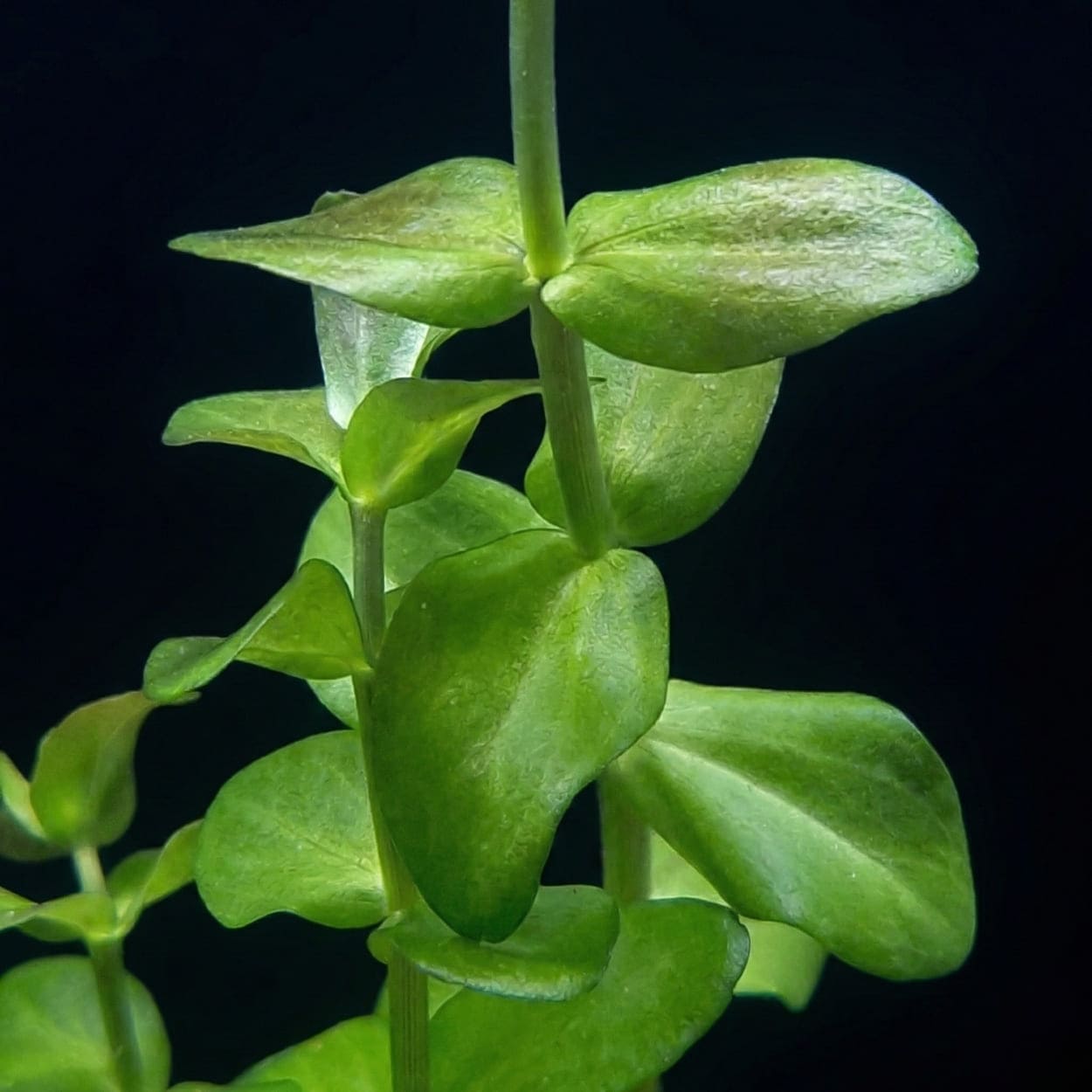 Gros plan sur les feuilles épaisses de la Bacopa caroliniana qui dégagent une odeur de citron lorsqu'on les froisse.