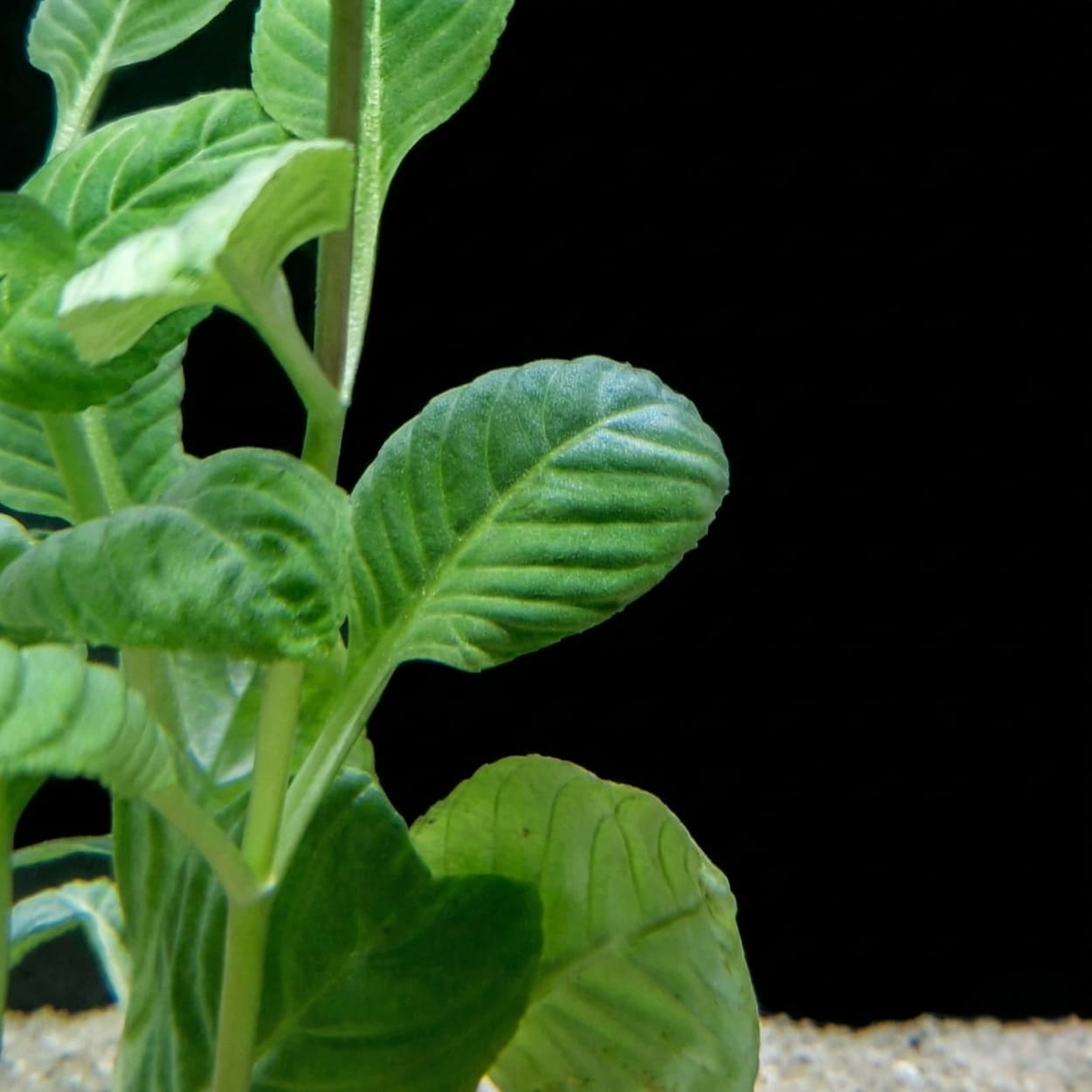 Gros plan sur la texture unique et gaufrée des feuilles de la Limnophila rugosa, parfaite pour capter la lumière en aquascaping.