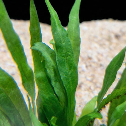 Nærbillede af den sejgbladede tekstur på Microsorum pteropus-bladet, kendt for at modstå planteædende fisk.