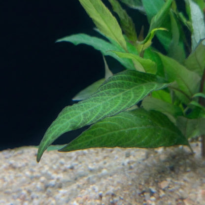 Détail d'une feuille d'Hygrophila costata prenant une teinte rougeâtre sous un bon éclairage, signe de bonne santé.
