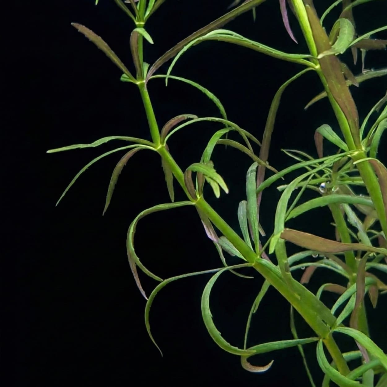 Détail des feuilles verticillées (en étoile) du Pogostemon stellatus, une plante graphique très prisée en aquascaping.