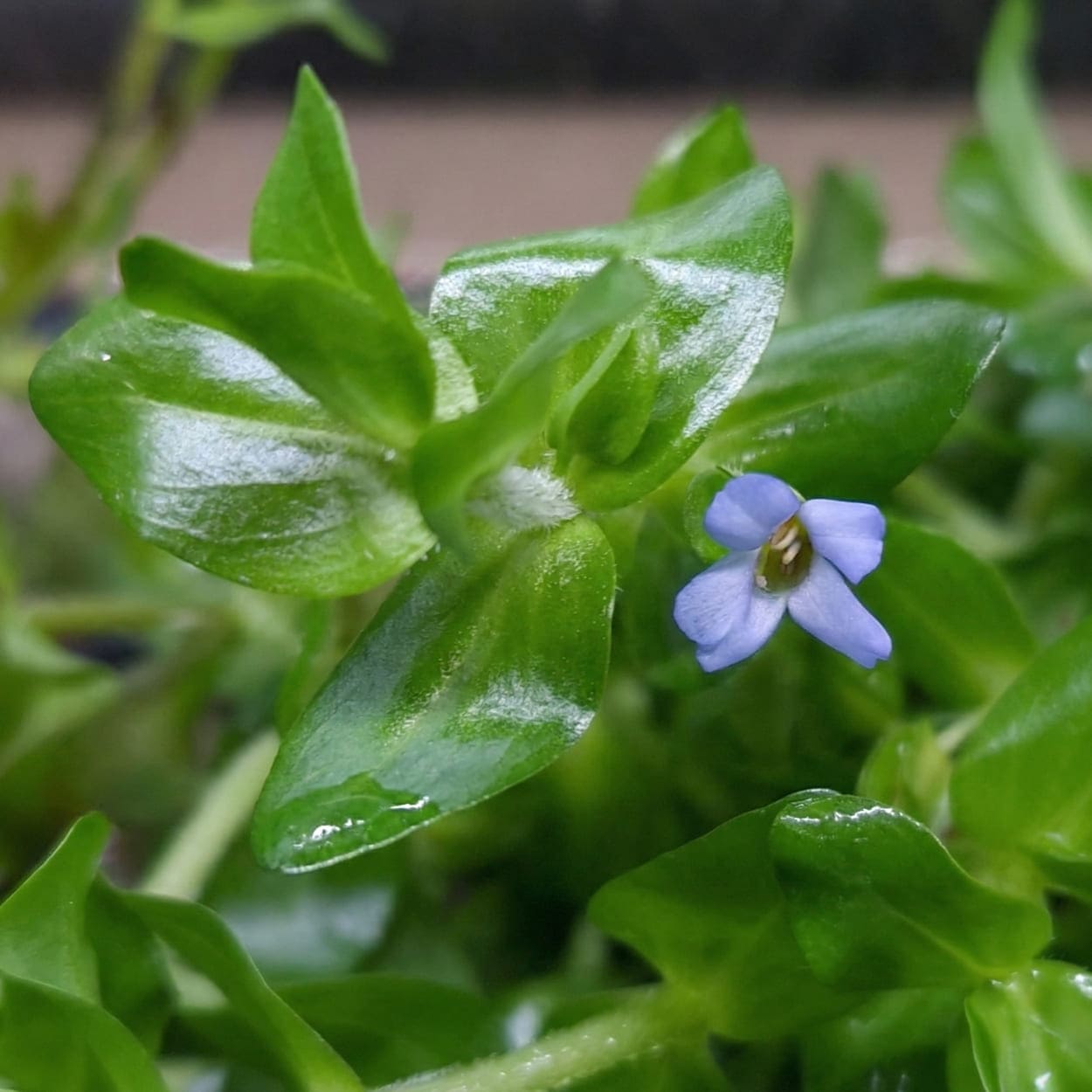 Petite fleur violette de Bacopa caroliniana, apparaissant souvent en bassin ou aquarium ouvert.