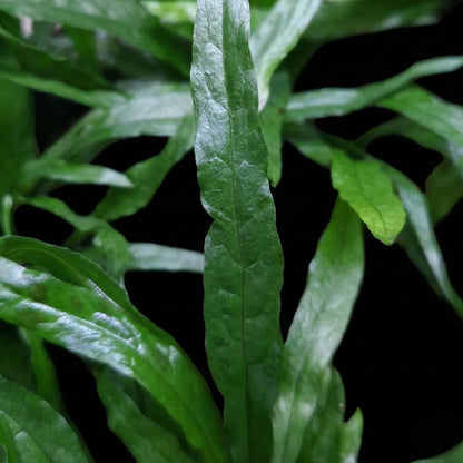 Java-bregnebusk (Microsorum pteropus), en let akvarieplante, der fæstner sig på rødder uden behov for bundlag.