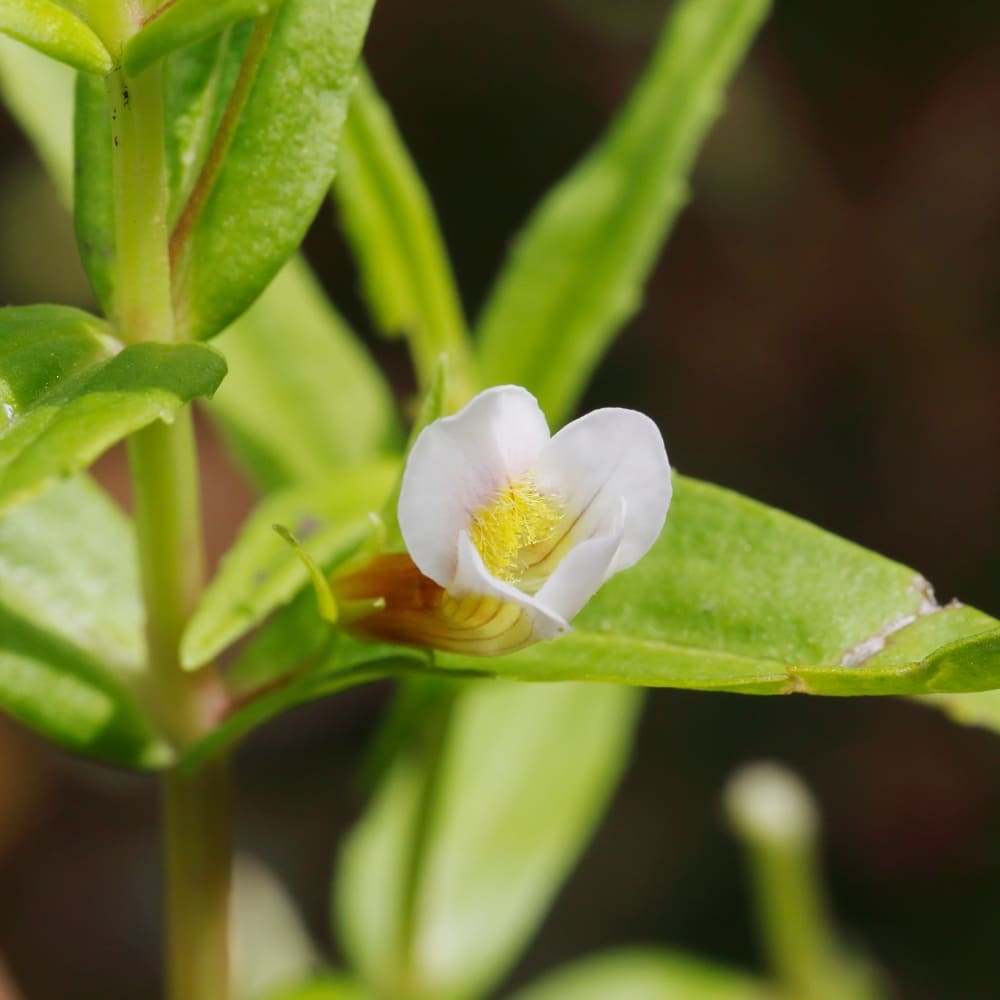 Gros plan d'une fleur de Gratiole officinale blanche avec son cœur jaune caractéristique sur une tige verte.