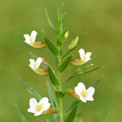 Tige de Gratiole officinale présentant plusieurs fleurs blanches en forme de clochettes sur un fond naturel