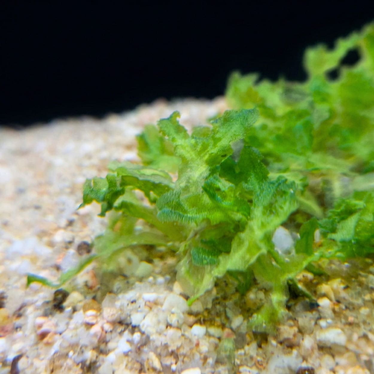 Gros plan sur le thalle translucide et cassant de la Pellia, montrant sa structure unique sans feuilles ni racines.