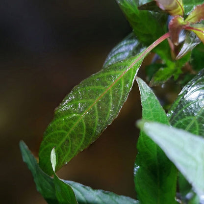 Gros plan sur les nervures marquées des feuilles vertes de l'Hygrophila costata, une plante facile pour débutants.