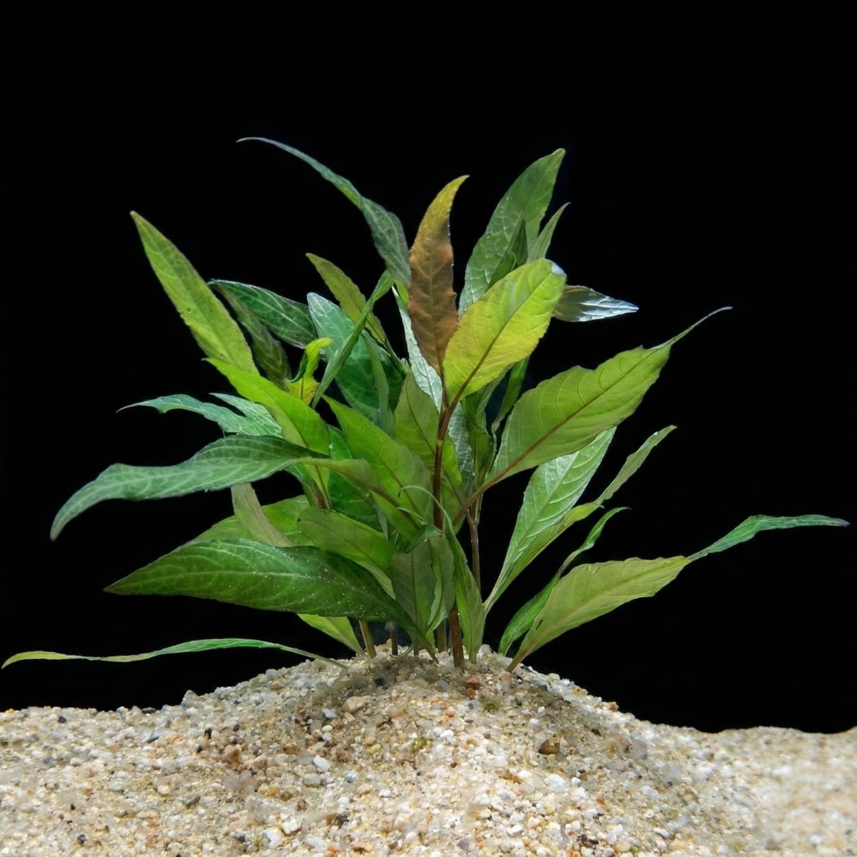 Pied complet d'Hygrophila costata planté dans le sable, montrant ses feuilles effilées vert clair idéales pour l'arrière-plan d'aquarium.