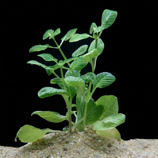 Pied complet de Limnophila rugosa (Om Kop) planté dans un sol de sable, montrant sa tige robuste idéale pour l'arrière-plan d'aquarium.