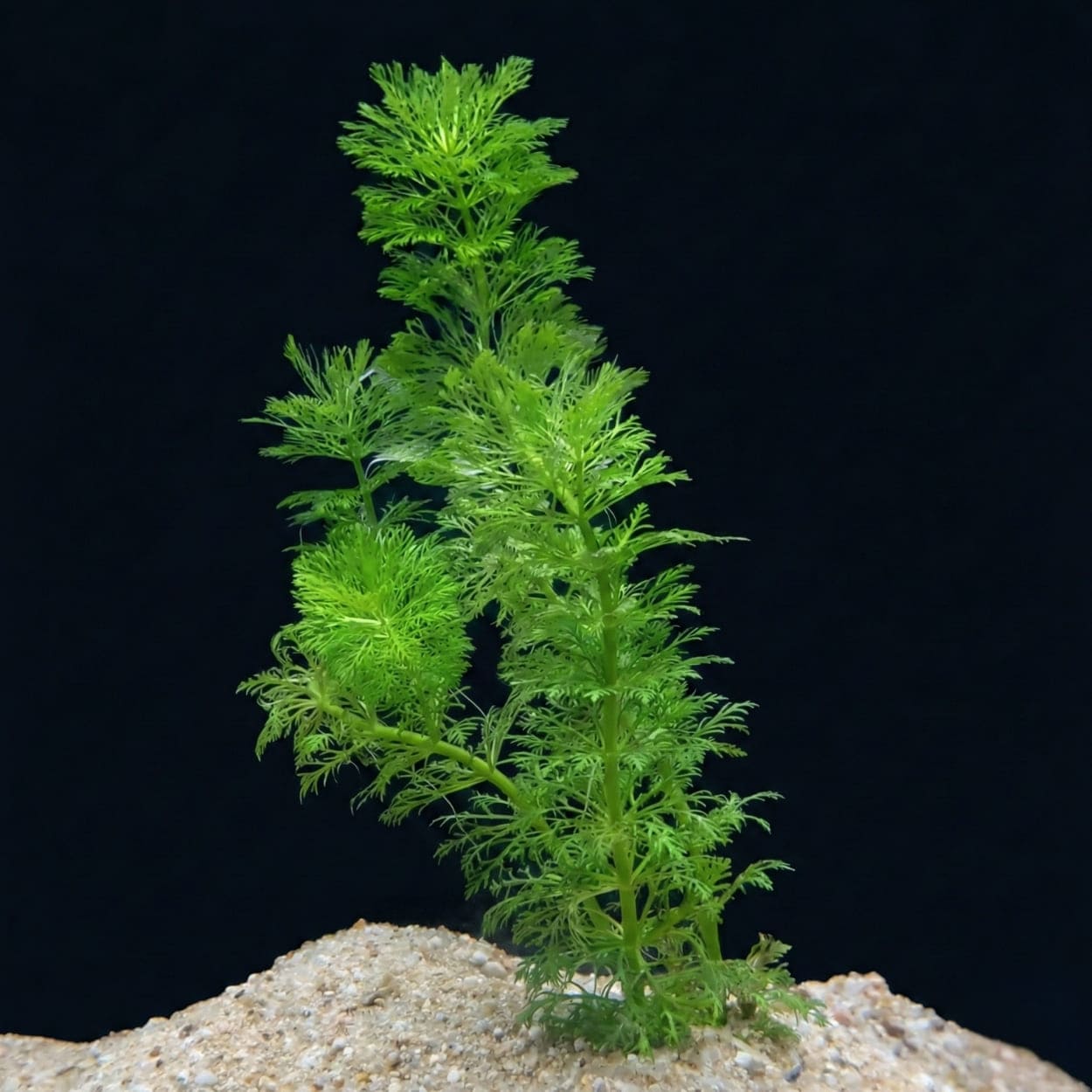 Aquariumsplanz Limnophila sessiliflora mat hellgréngem, staark agekerbtem a fiederähnlechem Blatwierk, dat a gläichméissegen Etagen laanscht engem senkrechte Stengel ugeluecht ass.
