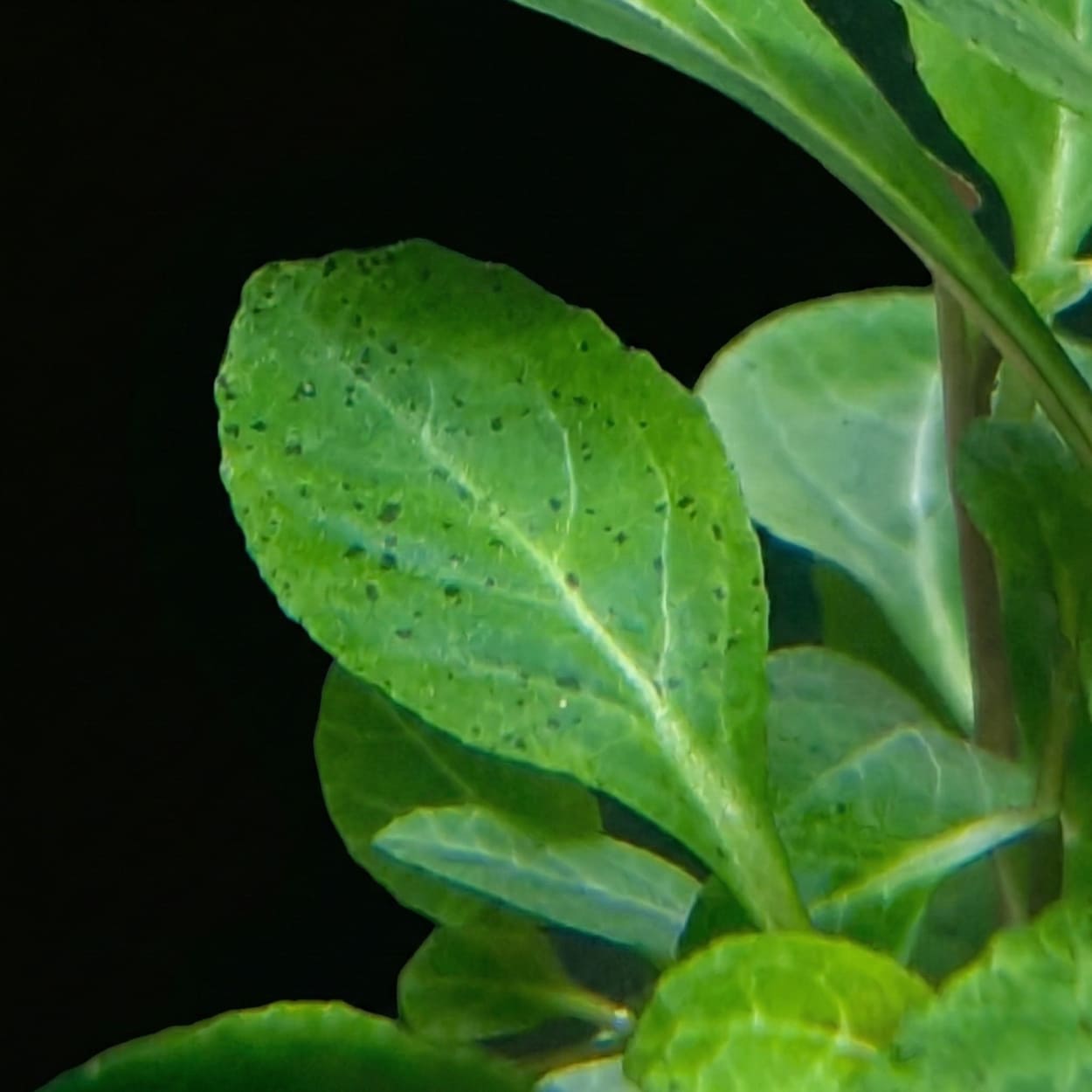 Zoom sur une feuille de Lobelia cardinalis montrant la nervation et la texture typique de cette plante amphibie.