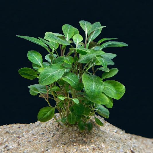 Pied de Lobelia cardinalis planté dans le sable, une plante compacte idéale pour l'avant-plan ou le milieu d'aquarium.