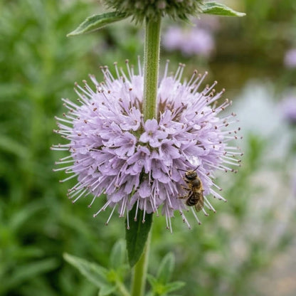 Abeille butinant une fleur ronde violette de menthe des cerfs en plein été.