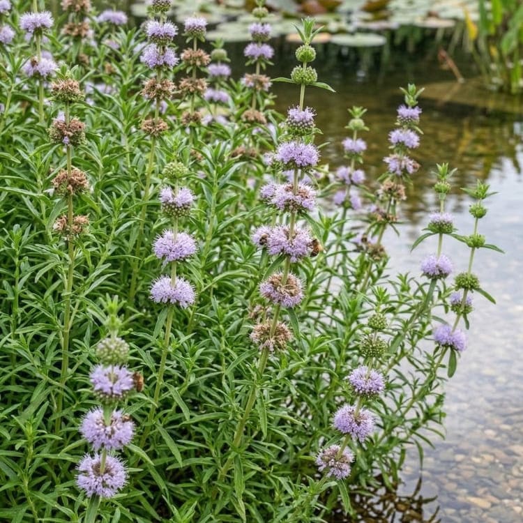 Massif de menthe aquatique en fleurs violettes poussant au bord d'un bassin de jardin.