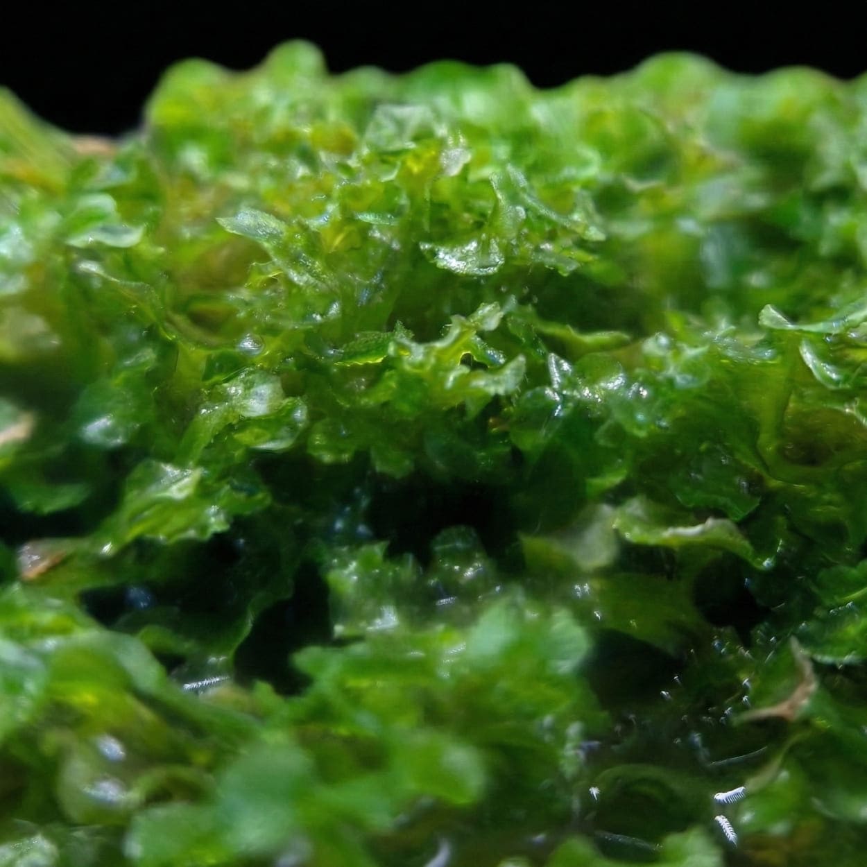 Détail de la texture vert sombre de la Pellia (Monosolenium tenerum), une plante facile pour aquarium Low-Tech sans CO2.