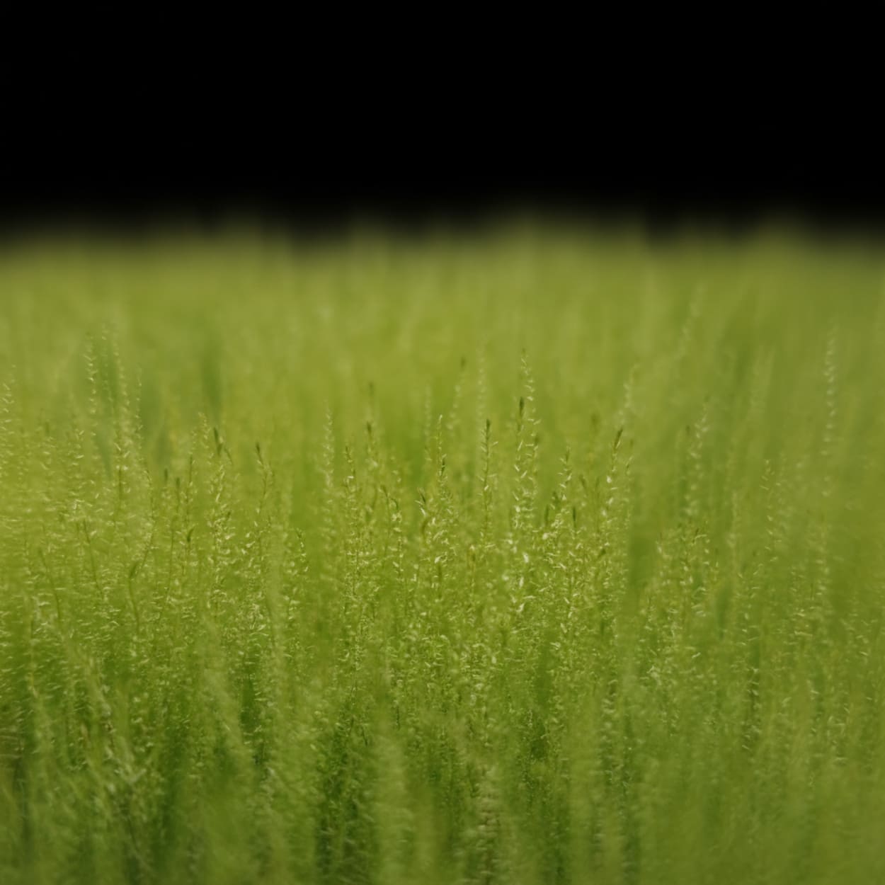 Vue macro des brins très fins de la Nano-mousse, créant un effet de forêt miniature parfait pour l'aquascaping et les crevettes.