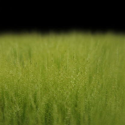 Vue macro des brins très fins de la Nano-mousse, créant un effet de forêt miniature parfait pour l'aquascaping et les crevettes.