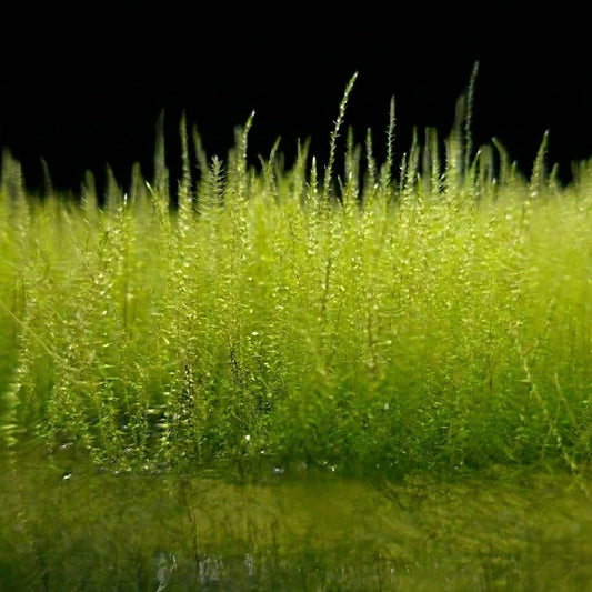 Touffe de Nano-mousse (Amblystegium serpens) à la surface de l'eau, montrant sa texture délicate idéale pour les petits aquariums.