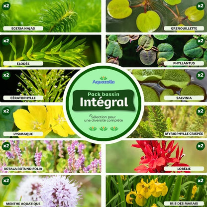 Assortiment complet du pack de plantes Intégral pour bassin d'Aquazolla, montrant une variété de plantes aquatiques saines et verdoyantes prêtes à ensemencer un bassin extérieur.