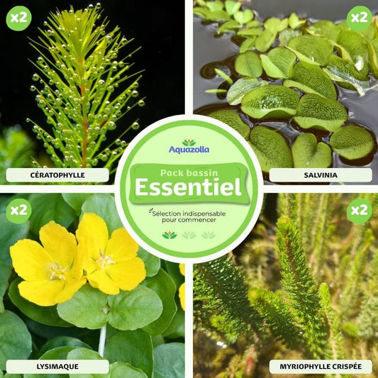 Assortiment complet du pack de plantes Essentiel pour bassin d'Aquazolla, montrant une variété de plantes aquatiques saines et verdoyantes prêtes à ensemencer un bassin extérieur.