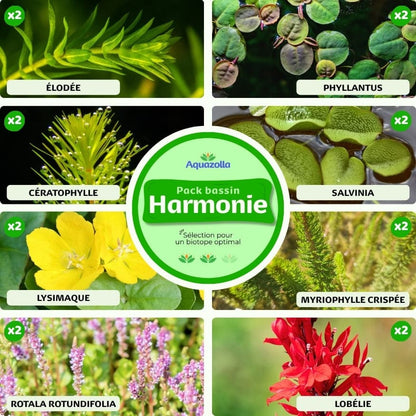 Assortiment complet du pack de plantes Harmonie pour bassin d'Aquazolla, montrant une variété de plantes aquatiques saines et verdoyantes prêtes à ensemencer un bassin extérieur.