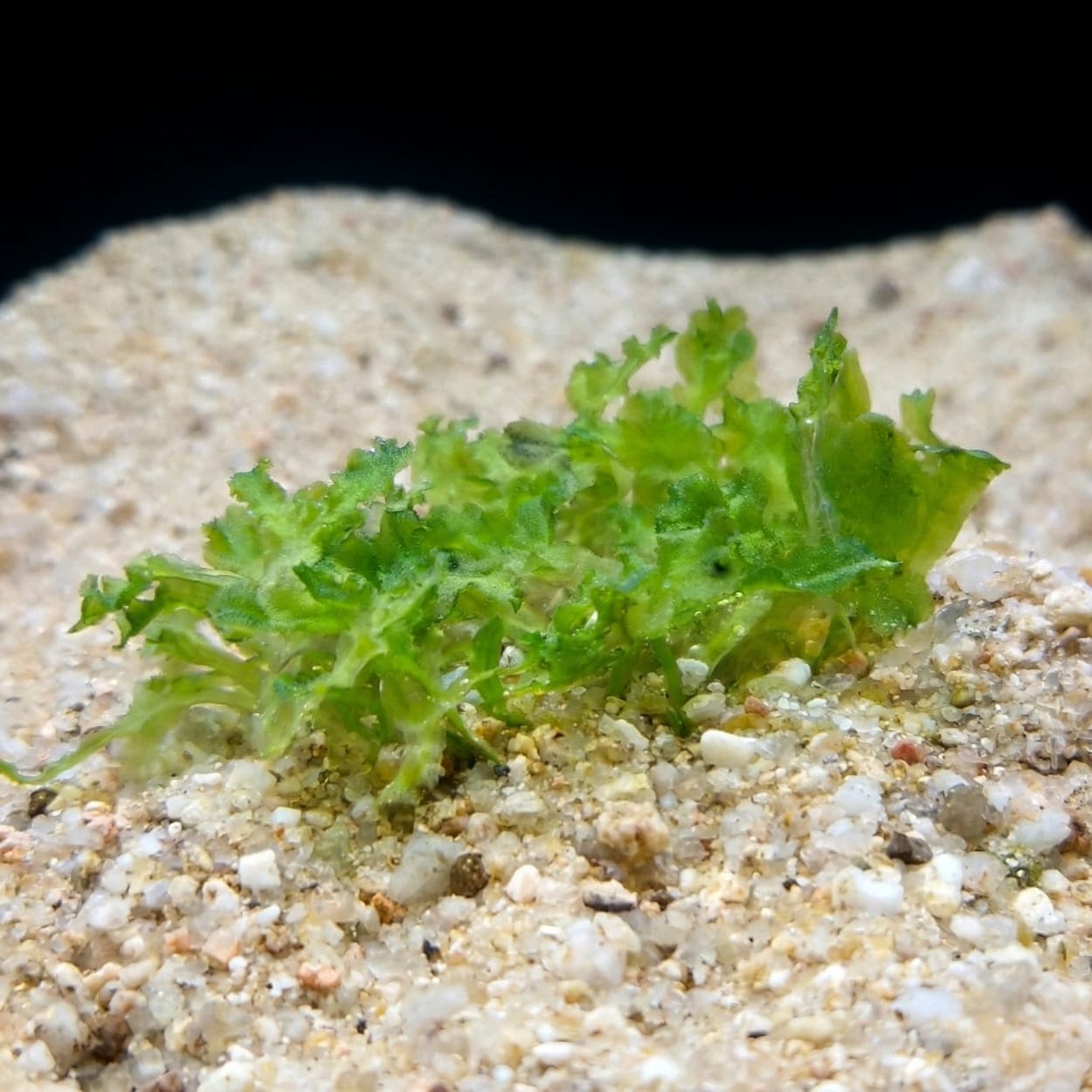 Portion de Pellia (Monosolenium tenerum) posée sur le sable, une hépatique idéale comme refuge pour les crevettes d'aquarium.