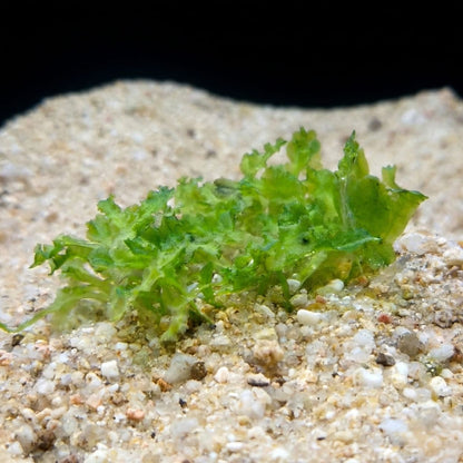 Portion de Pellia (Monosolenium tenerum) posée sur le sable, une hépatique idéale comme refuge pour les crevettes d'aquarium.