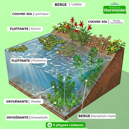Schéma d'installation du lot de plantes aquatiques du pack Harmonie de chez Aquazolla, parfait pour créer un écosystème naturel en extérieur et clarifier l'eau du bassin.