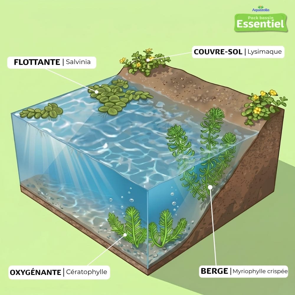 Schéma d'installation officielle du lot de plantes aquatiques du pack Essentiel de chez Aquazolla, parfait pour créer un écosystème naturel en extérieur et clarifier l'eau du bassin.