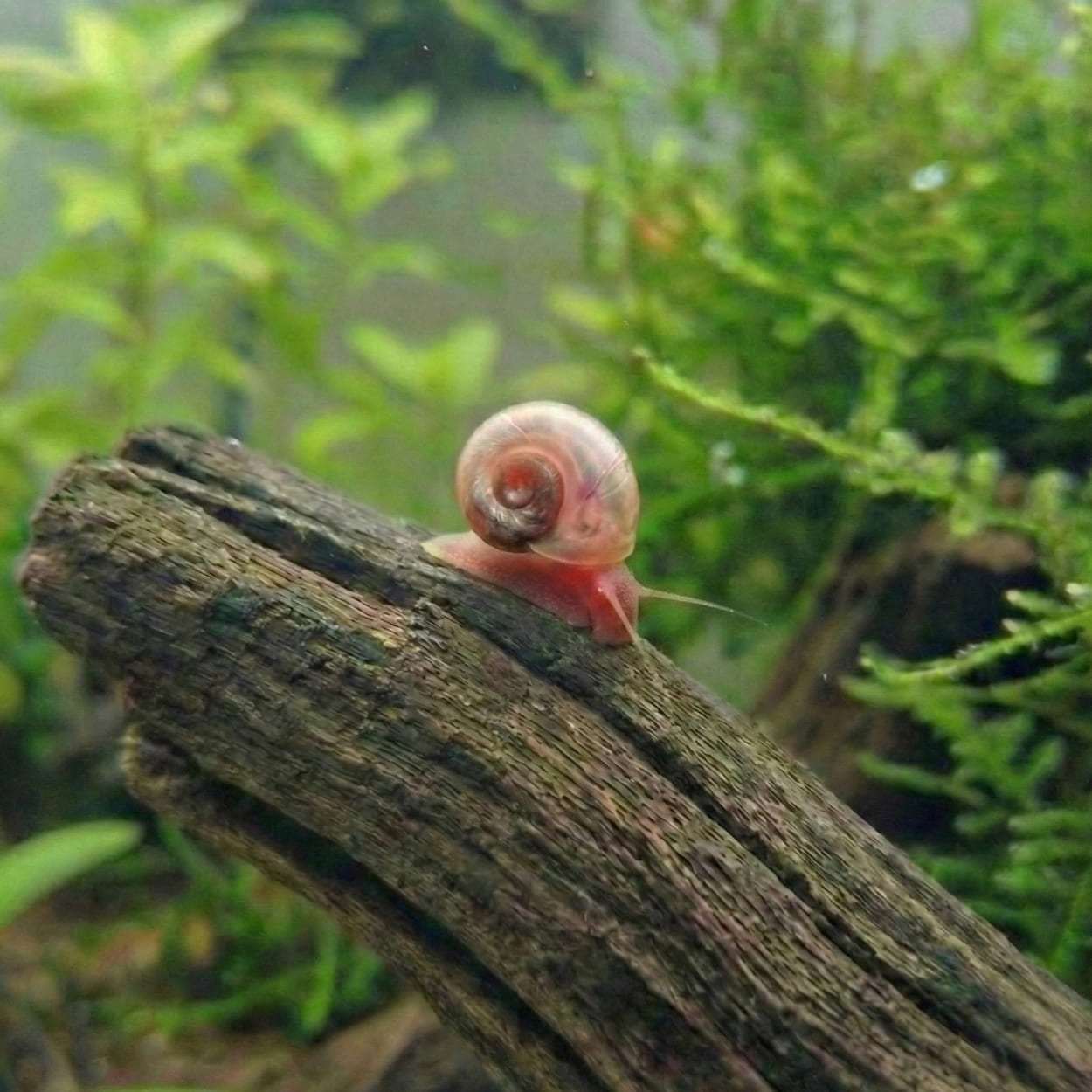 Escargot planorbe rose explorant une racine de bois naturel dans un aquarium planté. Ce petit gastéropode est photographié en gros plan, mettant en valeur sa couleur unique et son rôle essentiel dans l'équilibre de l'écosystème aquatique.