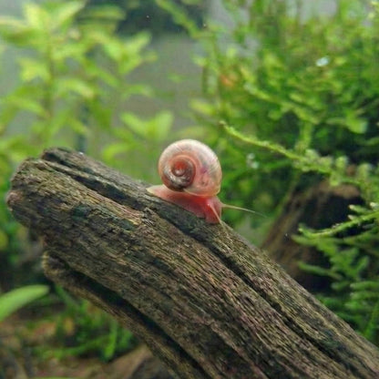 Escargot planorbe rose explorant une racine de bois naturel dans un aquarium planté. Ce petit gastéropode est photographié en gros plan, mettant en valeur sa couleur unique et son rôle essentiel dans l'équilibre de l'écosystème aquatique.