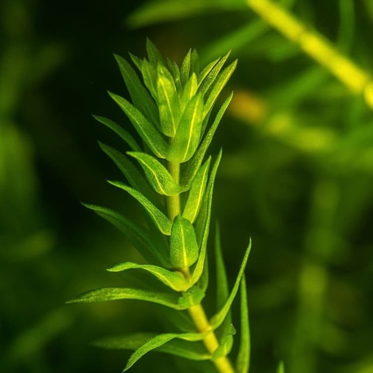 Gros plan sur une élodée, illustrant le rôle indispensable des plantes dans le Chapitre 6 du Guide Officiel de l'Aquariophilie Naturelle.