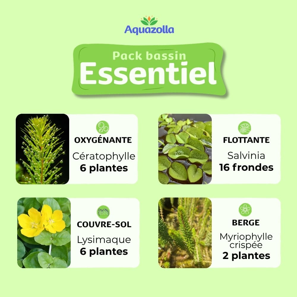 Descriptif des plantes aquatiques issues du pack Essentiel d'Aquazolla pour l'équilibre biologique des petits bassins de jardin.