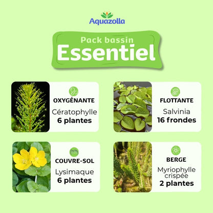 Descriptif des plantes aquatiques issues du pack Essentiel d'Aquazolla pour l'équilibre biologique des petits bassins de jardin.
