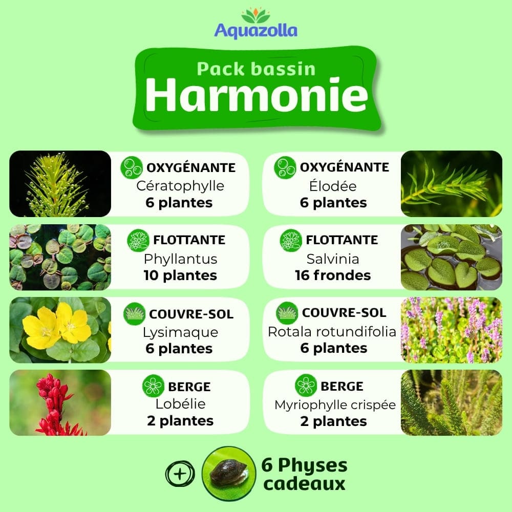 Descriptif des plantes issues du pack Harmonie d'Aquazolla pour l'équilibre biologique des bassins de jardin.