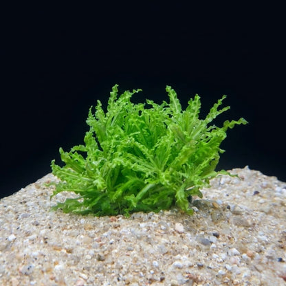 Une plante aquatique Pogostemon Helferi compacte et dense formant un buisson bas aux feuilles frisées d'un vert vif, plantée au centre d'un dôme de sable.