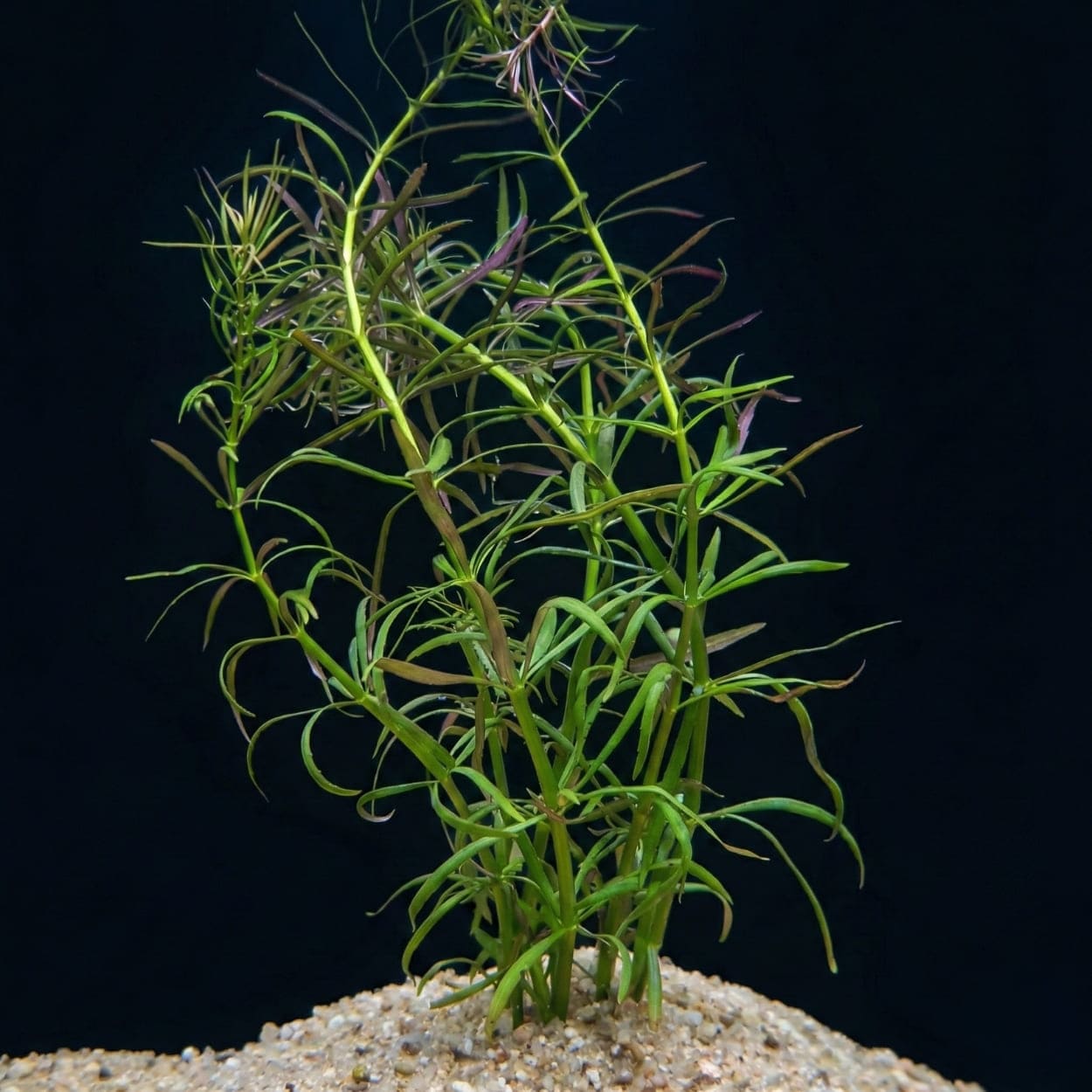 Tiges de Pogostemon stellatus avec leurs feuilles fines et allongées, parfaites pour créer un effet de bambouseraie en arrière-plan d'aquarium.