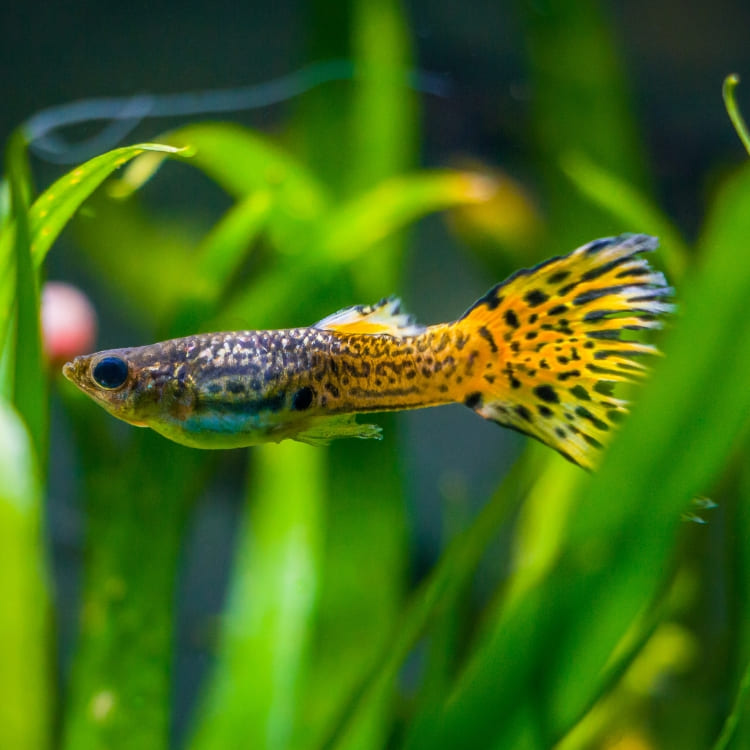 Poisson nageant au milieu de plantes aquatiques denses, illustrant la réflexion sur l'introduction des poissons dans le Chapitre 8 du Guide Officiel de l'Aquariophilie Naturelle.