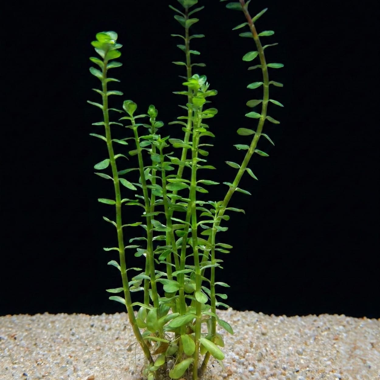 Plusieurs tiges de Rotala indica poussant verticalement avec de petites feuilles rondes et épaisses de couleur vert clair, plantées dans un substrat de sable sur fond noir.