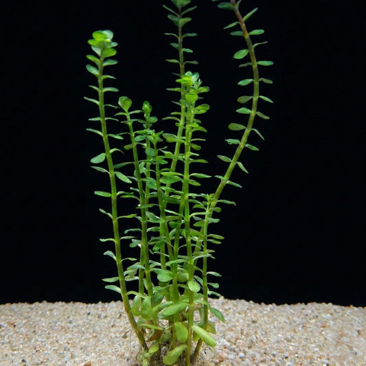 Plusieurs tiges de Rotala indica poussant verticalement avec de petites feuilles rondes et épaisses de couleur vert clair, plantées dans un substrat de sable sur fond noir.