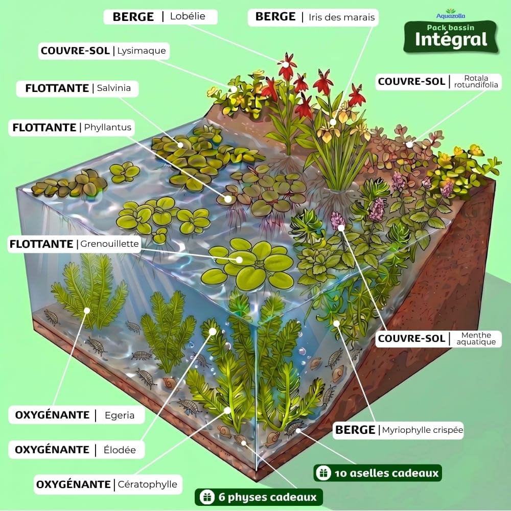 Schéma d'installation officielle du lot de plantes aquatiques du pack Intégral de chez Aquazolla, parfait pour créer un écosystème naturel en bassin.